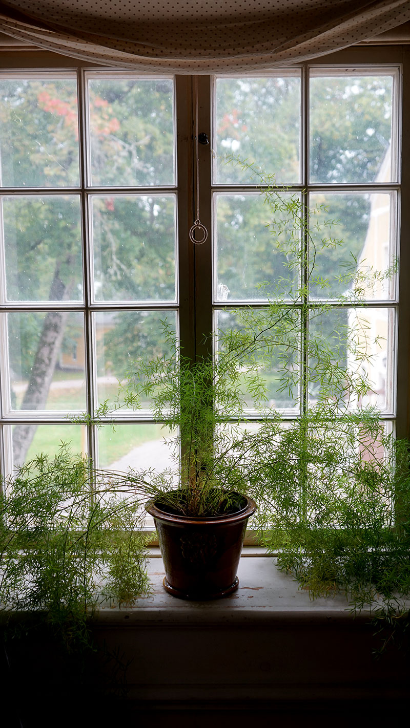 Minimal gardin och en krukväxt på fönsterbrädan