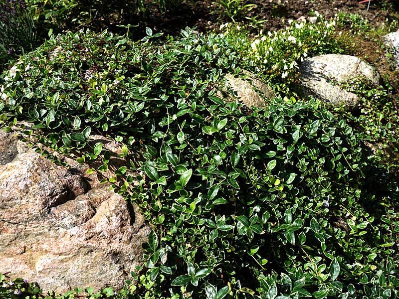 Vintergröna med variegerade blad, Vinca major variegata