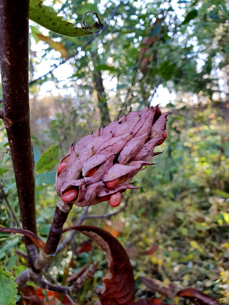 Frökapsel med fröer av junimagnolia