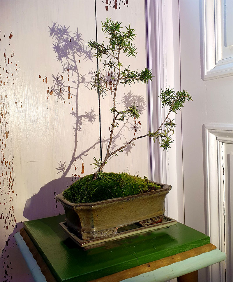 fuskbonsai fuskbonsai