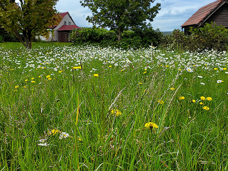 Ängsblommor