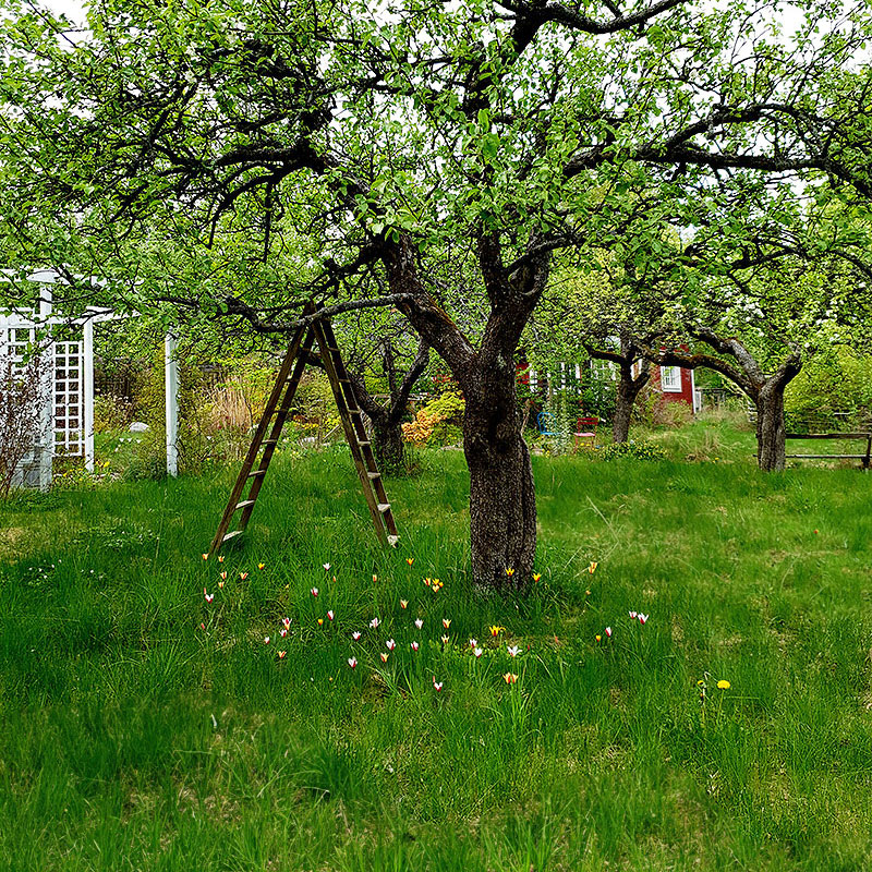 Trädgårdsäng med botaniska tulpaner