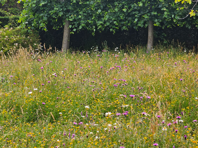 Ängsblommor i rosa, gult och vitt