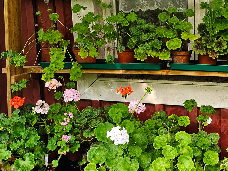 Blommor på nya frösådda pelargoner