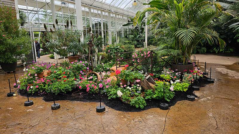 Pelargonutställning på Wisley Pelargonutställning på Wisley