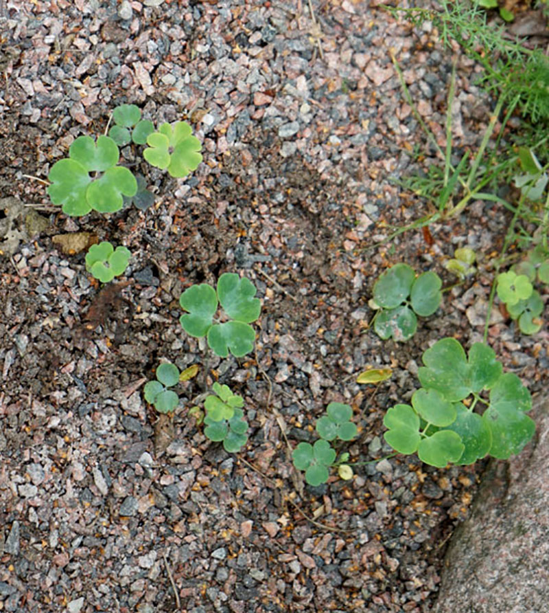 Frösådd naturligt = självsådd