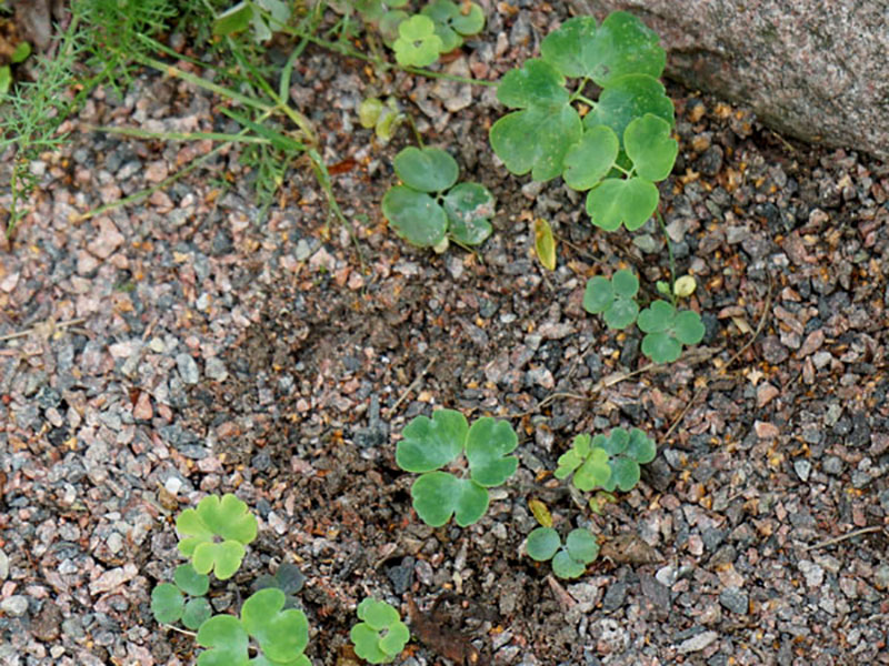 Fröplantor av akelja som självsåtts i grusgången