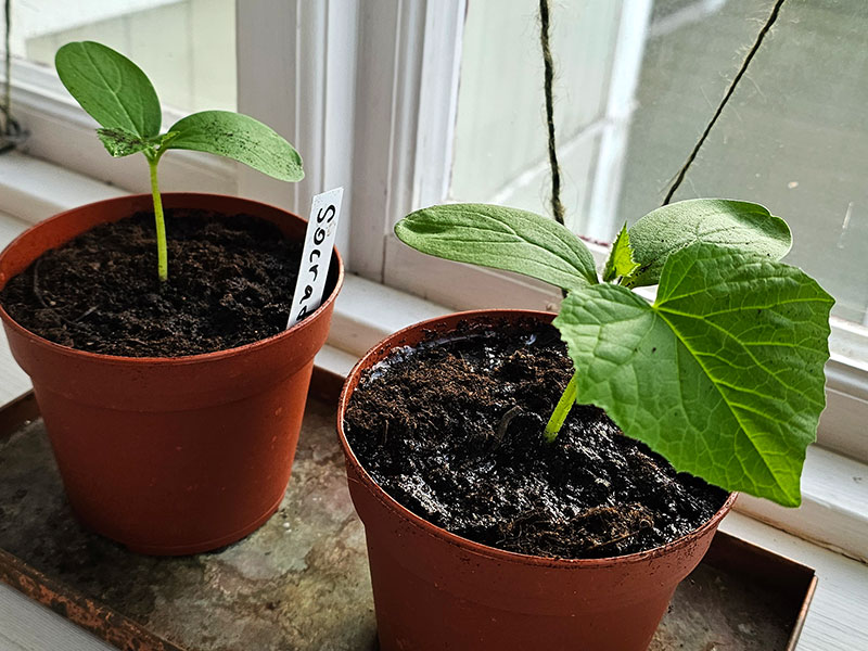 omskolade gurkplantor på förnsterbrädan omskolade gurkplantor på förnsterbrädan