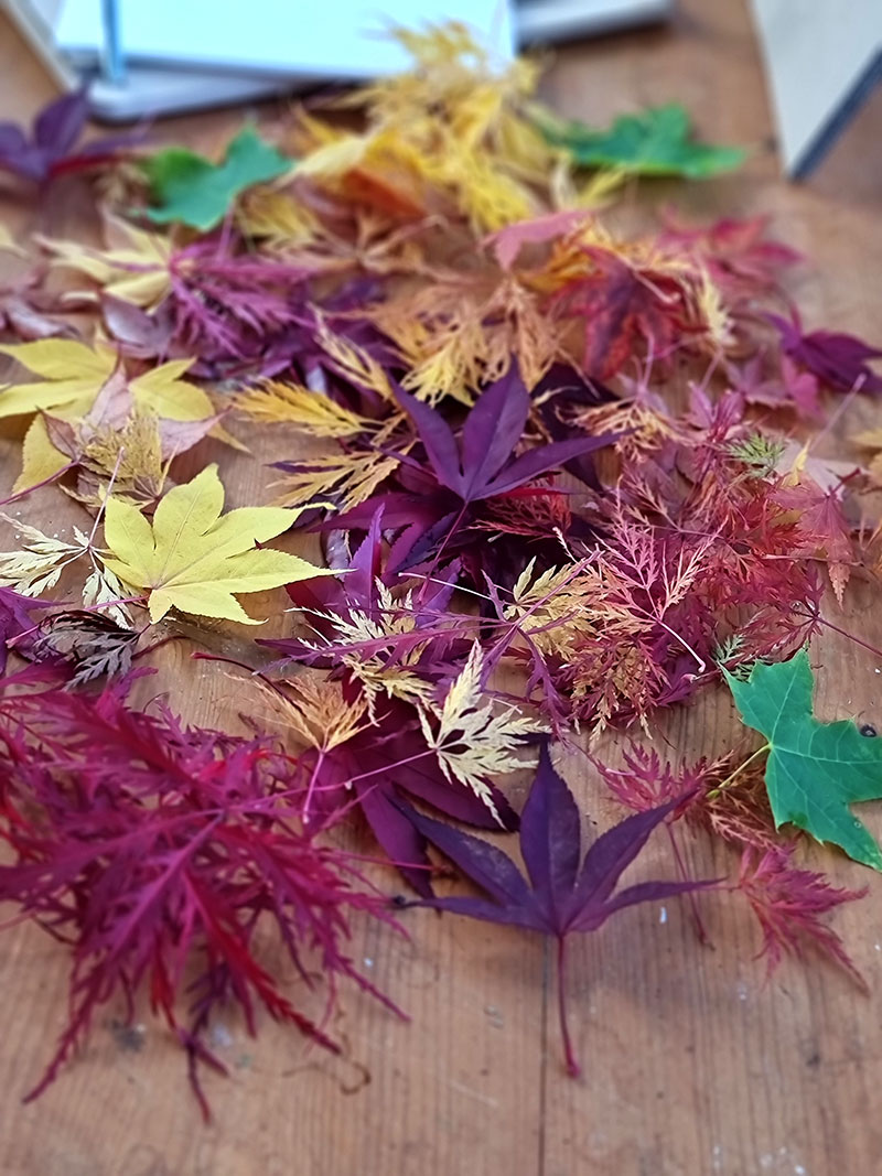 Japansk lönn, olika blad i höstfärger