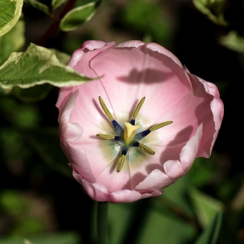 Närbild inuti en rosa tulpan