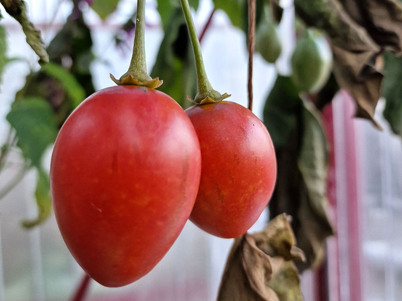Frukt hos tomatillo