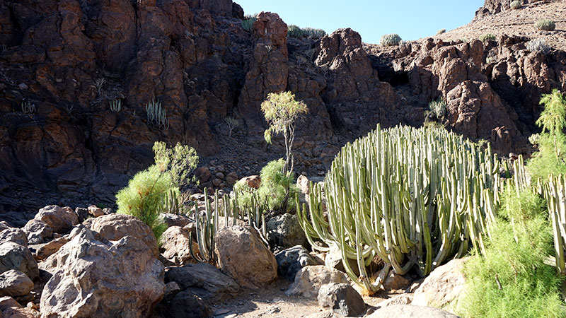 Kandelabereuphorbia, kanarisk kaktus växer i bergen
