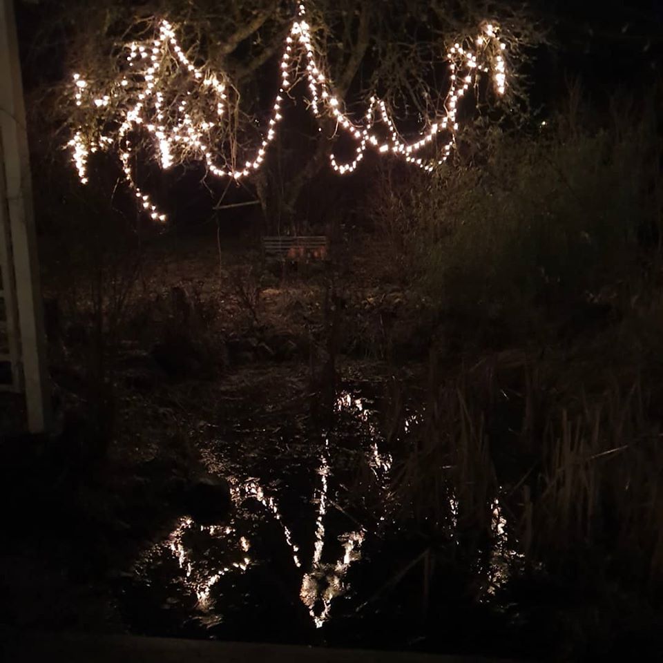 Ljusslinga i bigarråträdet speglar sig i dammen