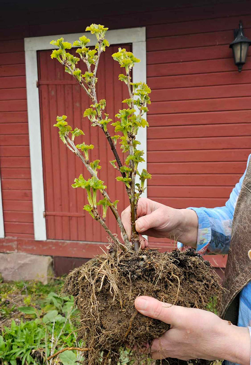 Uppgrävd vinbärsbuske