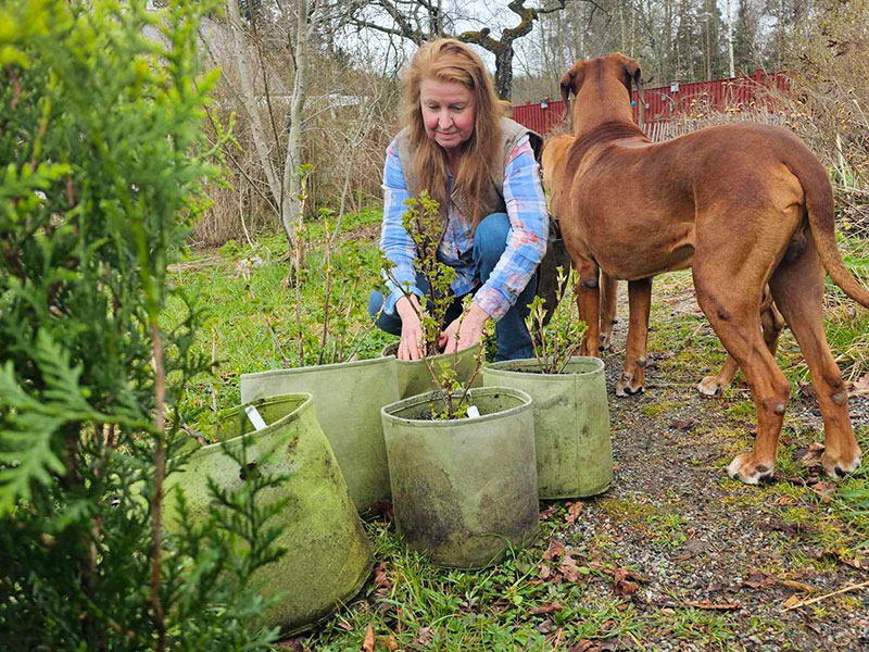 Vigoroot med vinbärsbuskar