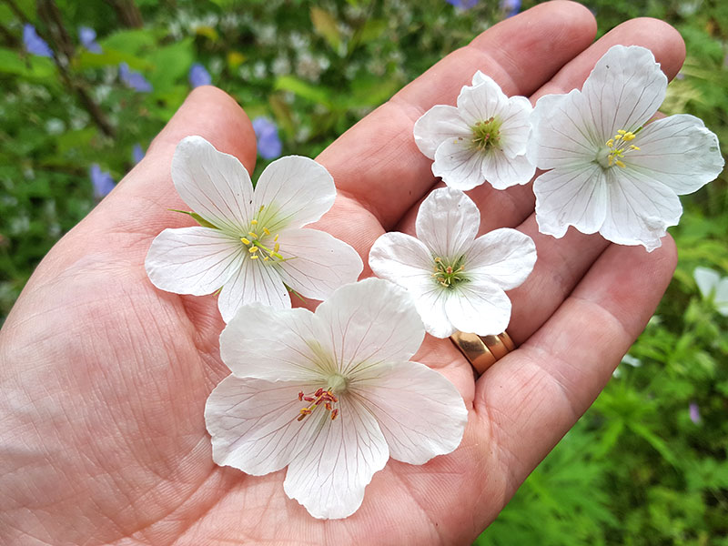 Kashmirnäva, geranium clarkei