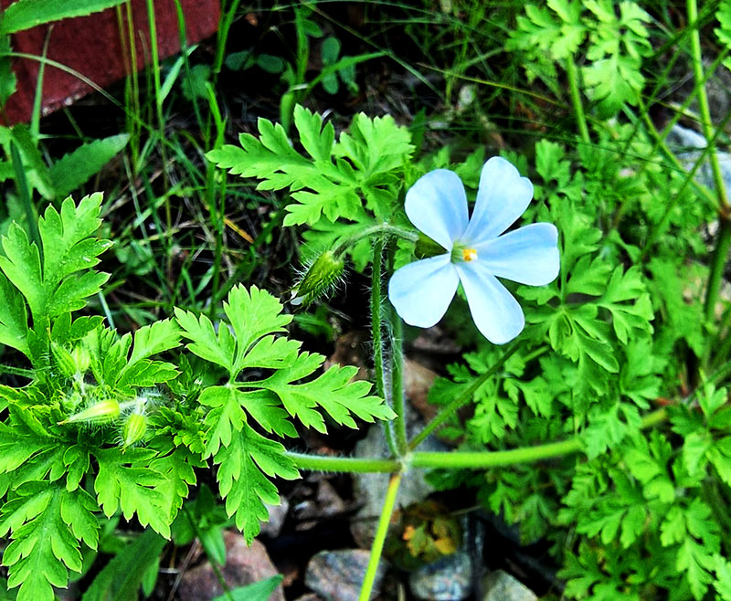 Stinknäva med vita blommor