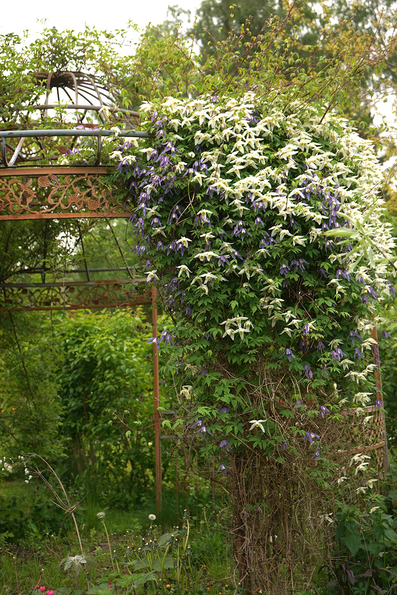 klematis på pergola