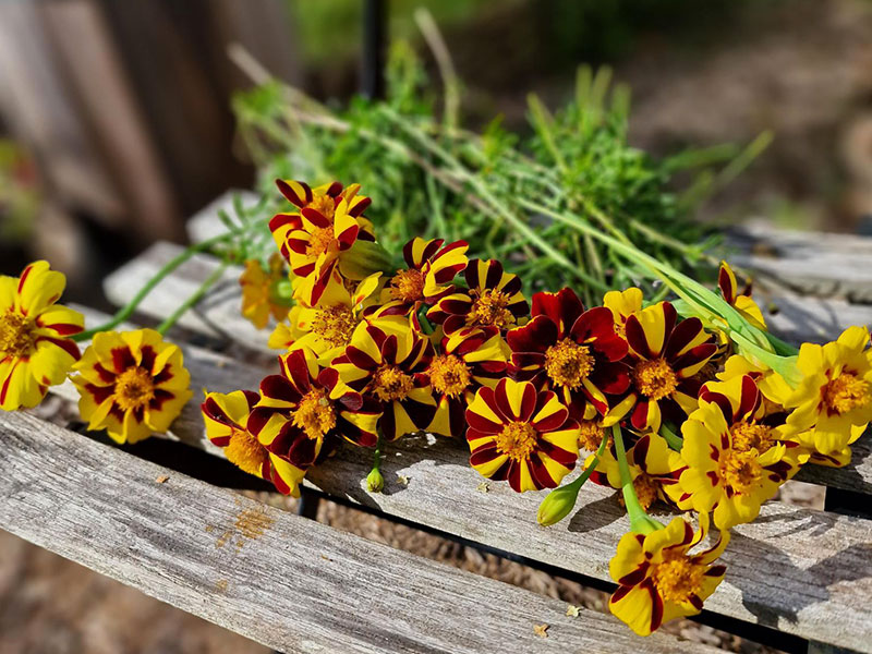 Sammetstagetes 'Jolly Jester'