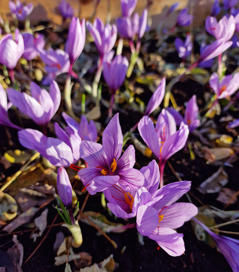 Saffranskrokus Saffranskrokus