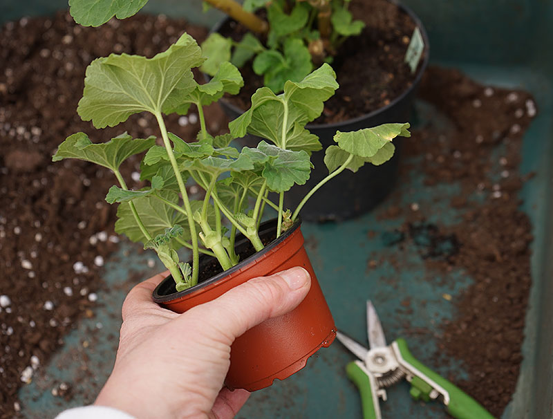 Många pelargonsticklingar i samma kruka