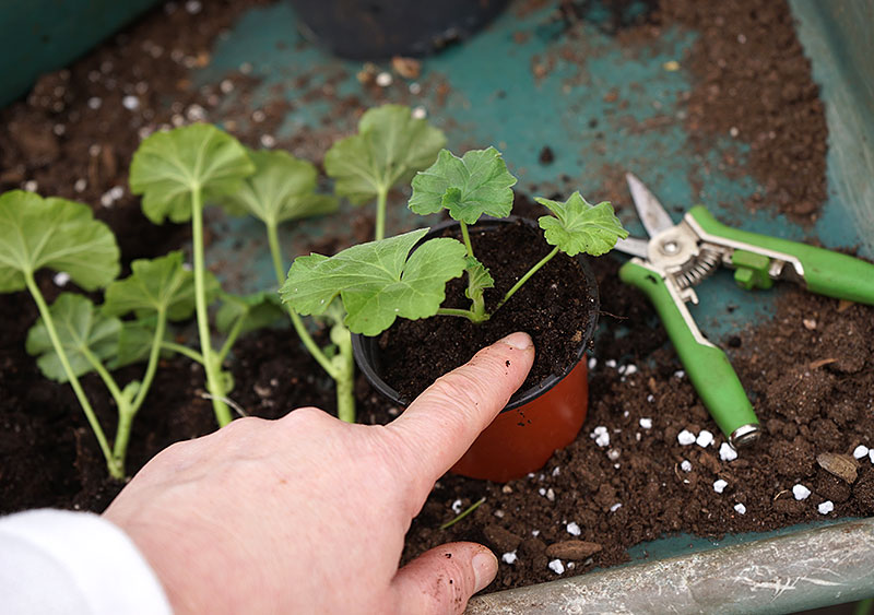 Omplanterad stickling av pelargon