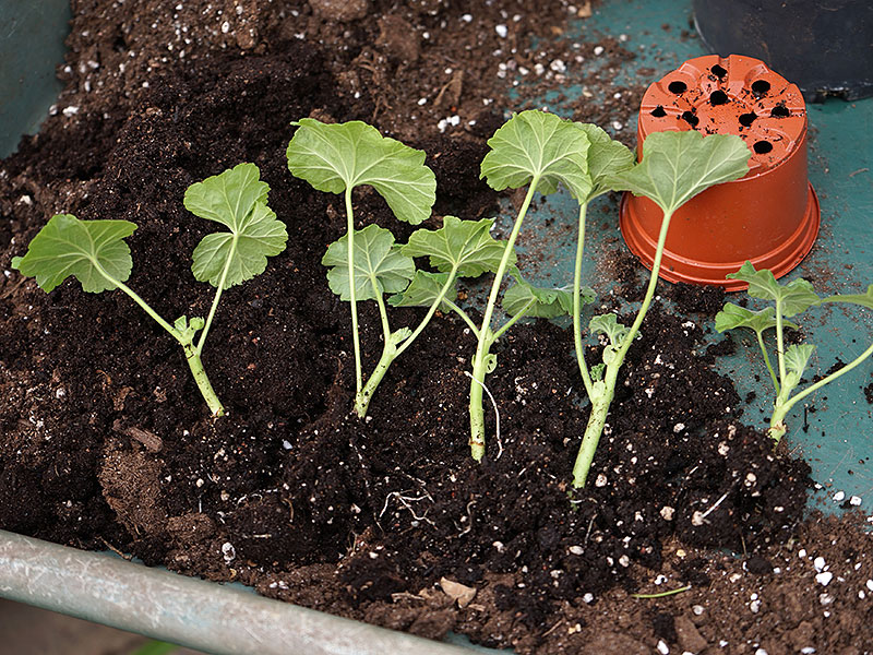 Pelargonsticklingar med rötter