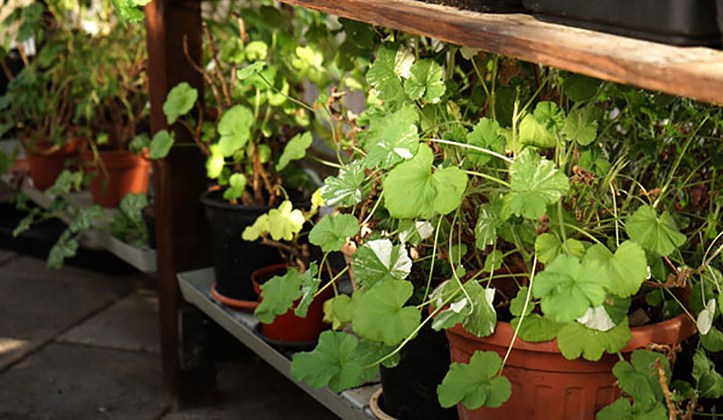 Pelargoner står i vinterförvar i växthuset under bänken