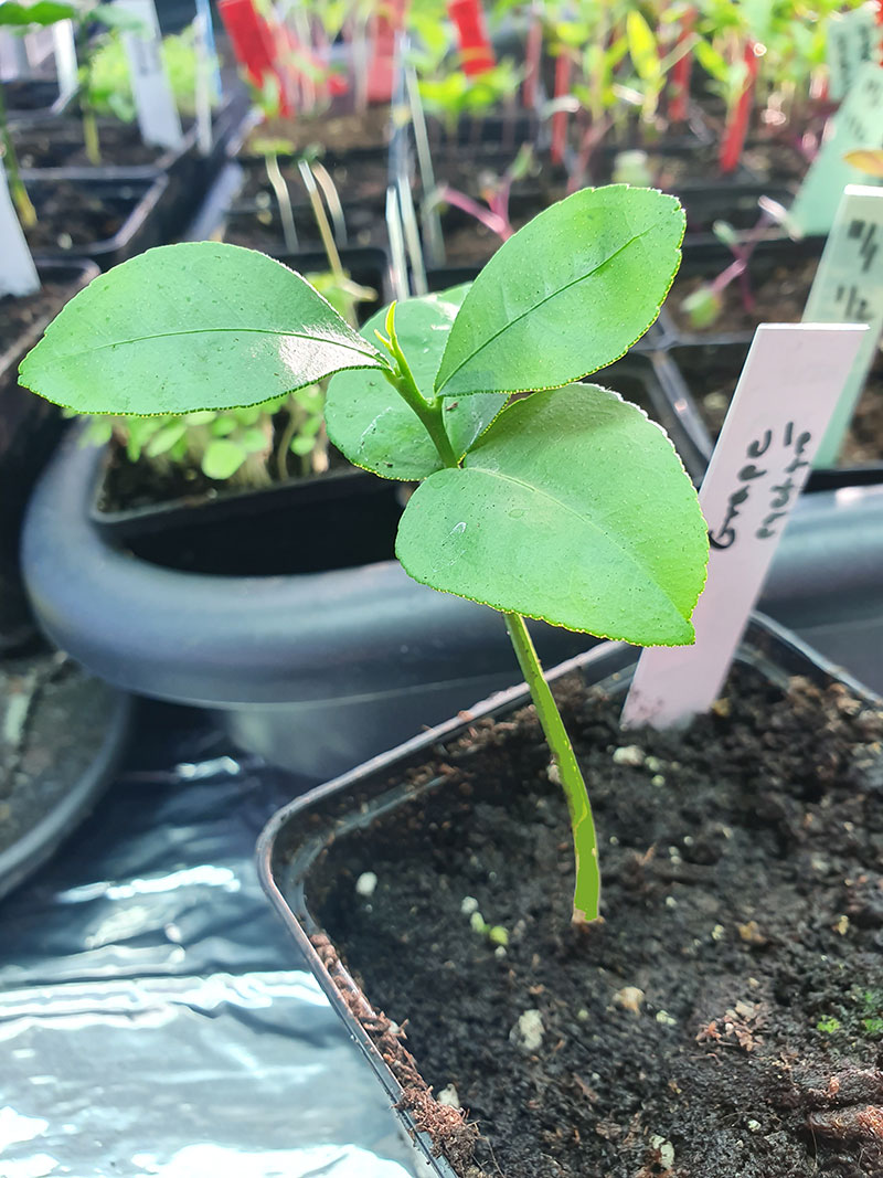 Frösådd planta av grapefrukt