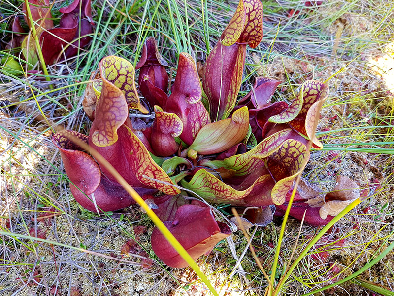 Blad på köttätare flugtrumpet