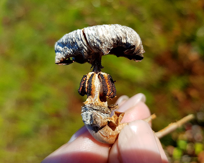 Frökapsel köttätande växt sarracenia