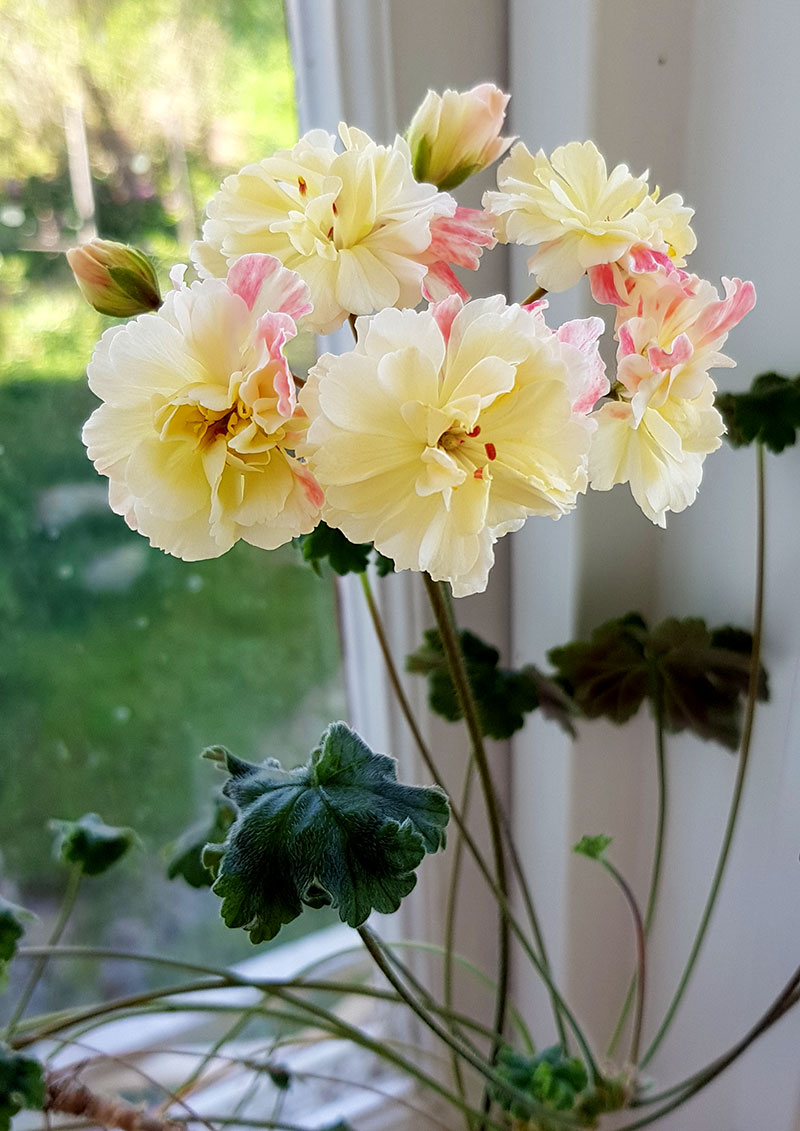 Frösådd zonarticpelargon med gula blommor