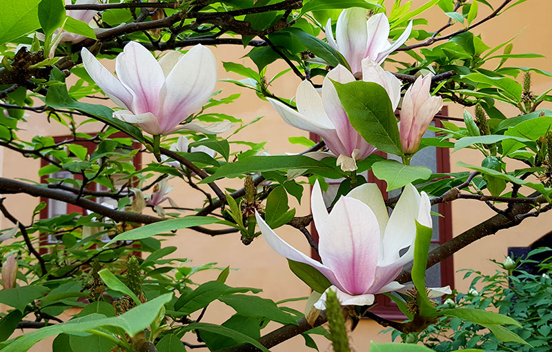 Magnoliaträd på innergård i Stockholm