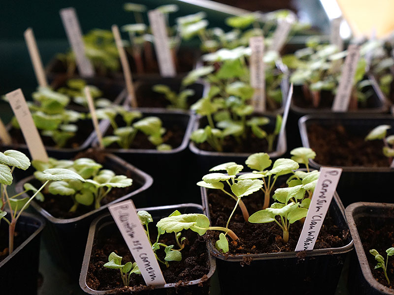 Nyuppkomna fröplantor av vildpelargon