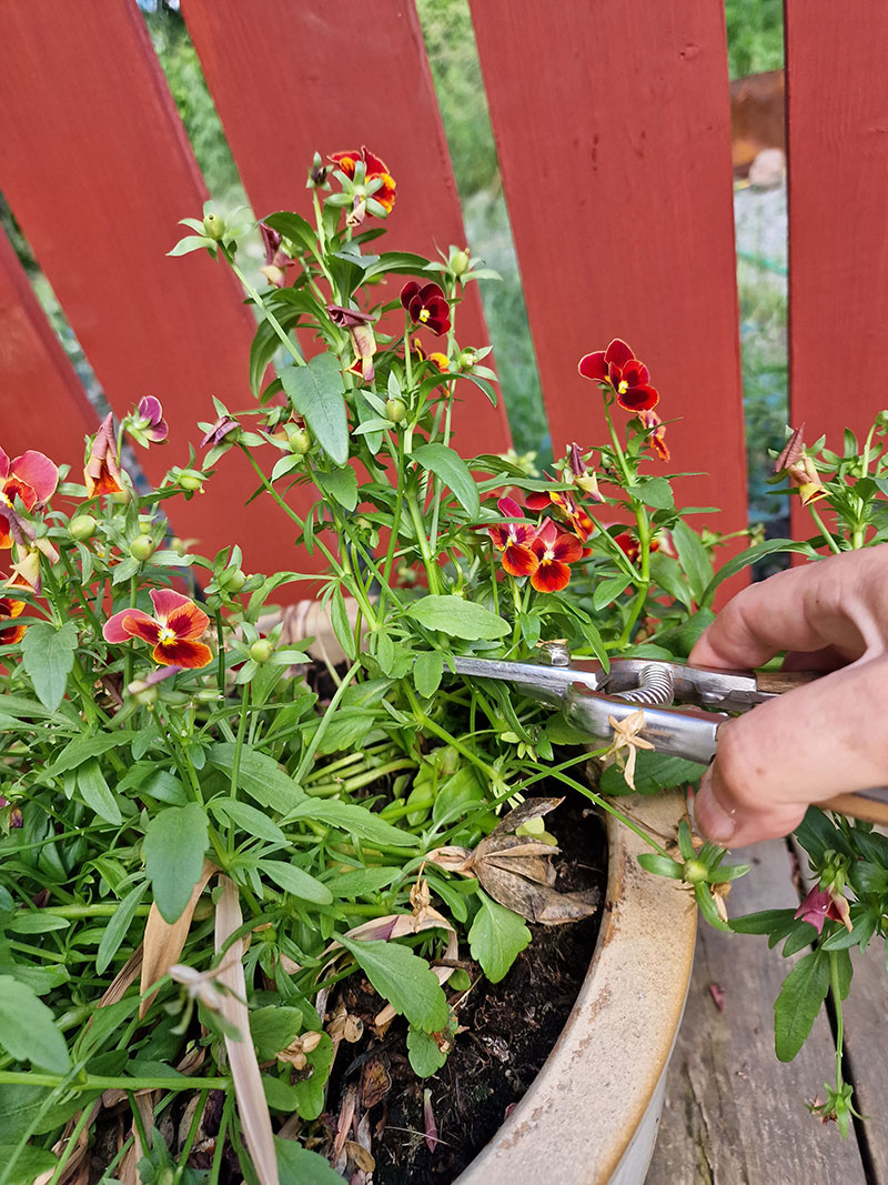 Nedklippning av överblommad pensé