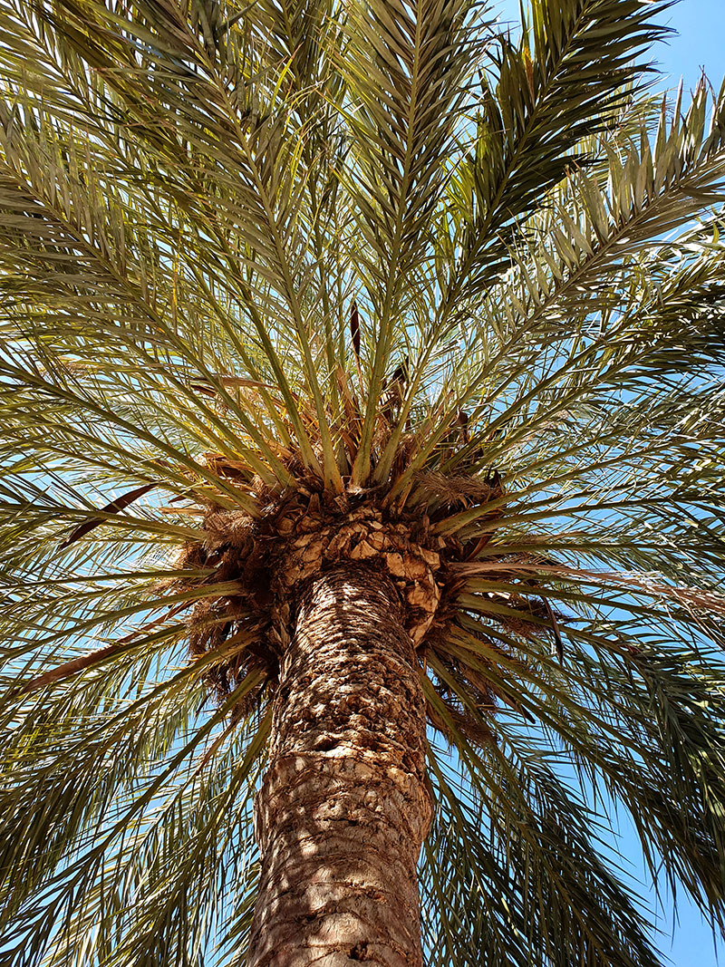 Utsikt upp under en palm