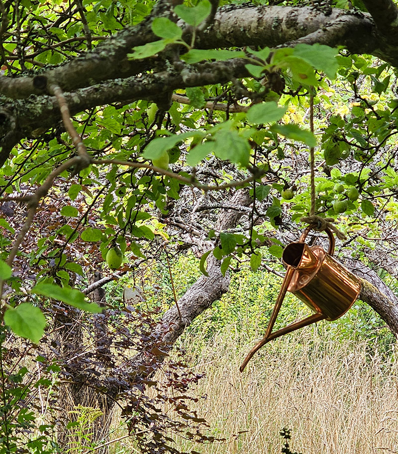 Vattenkanna hänger i ett träd