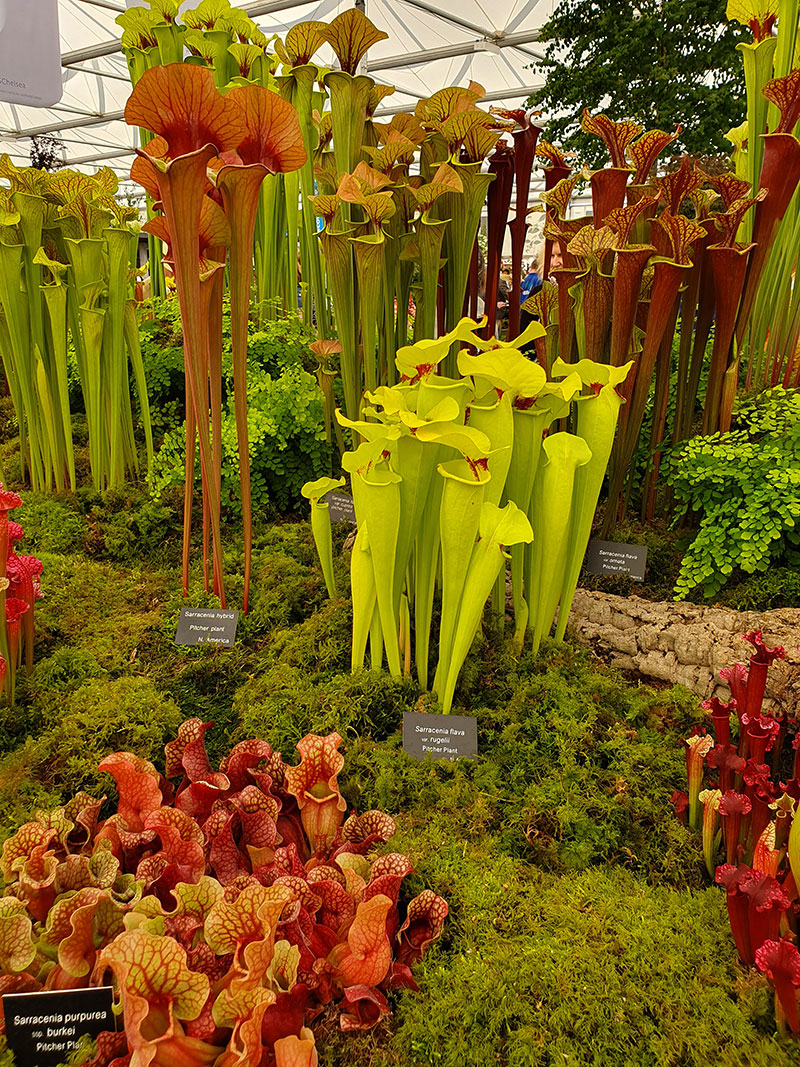 Köttätande växter utställning på chelsea flowershow