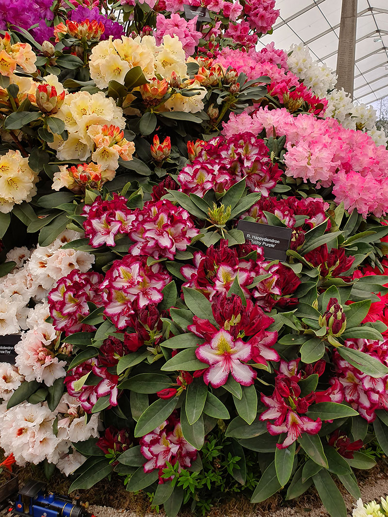 Rhododendronutställning på Chelsea Flowershow