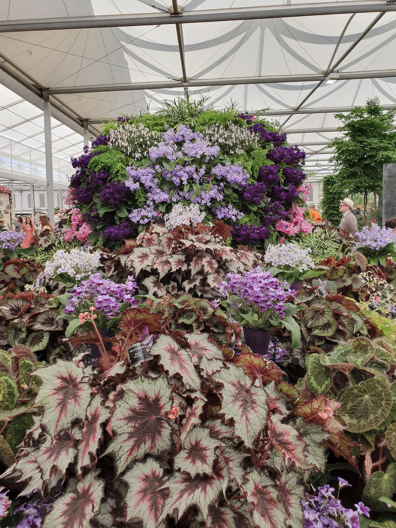 Dibleys nursery med streptocarpus och bladbegonia på Chelsea Flowershow