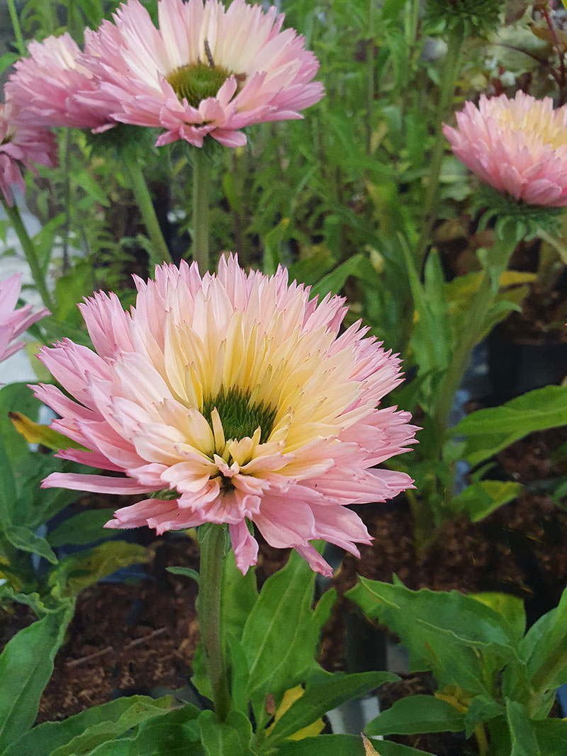 Echinacea 'Sunseeker Salmon'