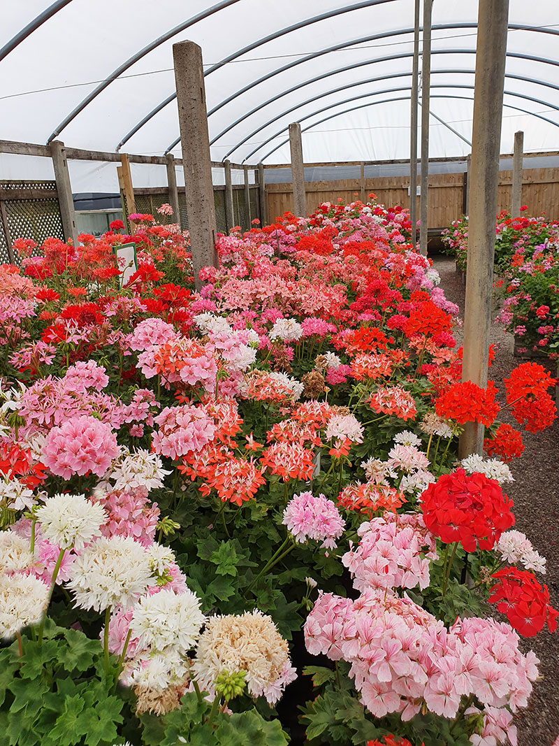 Stjärnpelargoner i Internationella Brittiska pelargonutställningen