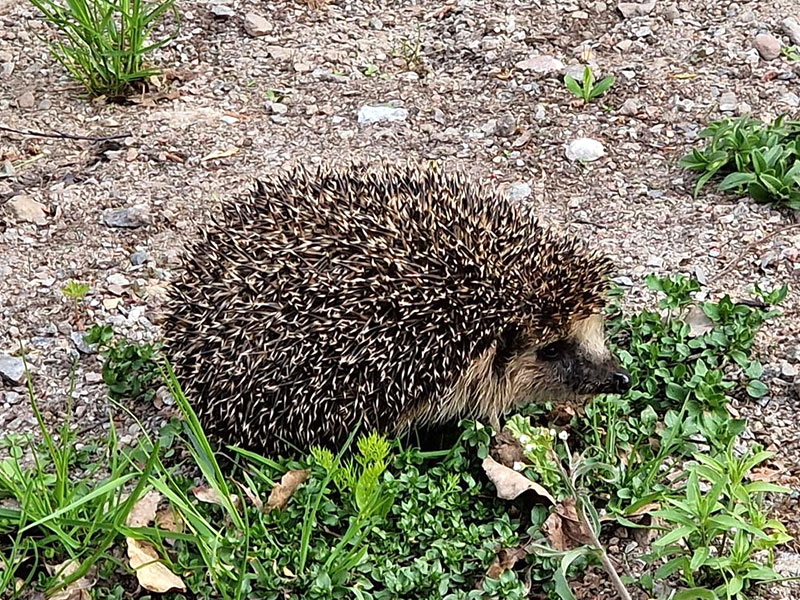 Igelkottshona på morgonpromenad