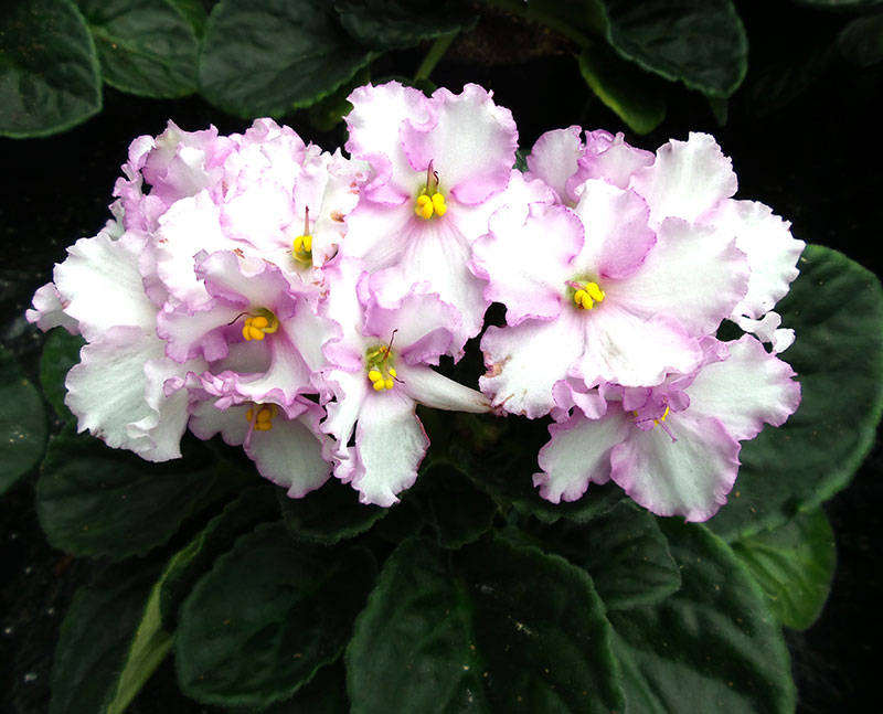 saintpaulia.jpg