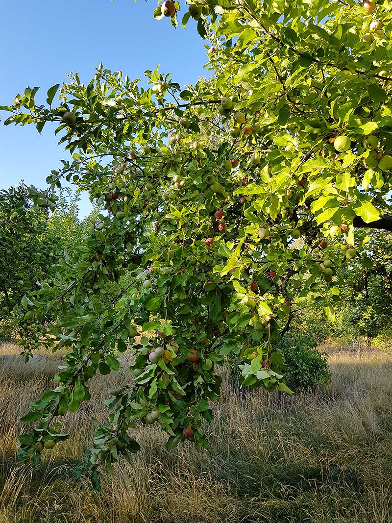 Äppelträd med tunga grenar av frukt