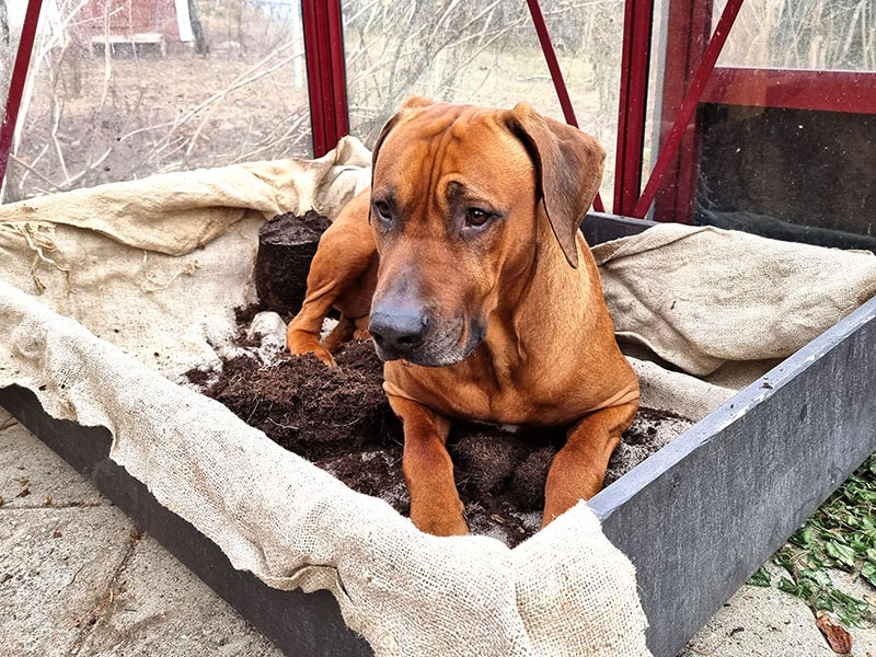 Plantering av pallkrage i växthuset med hund i