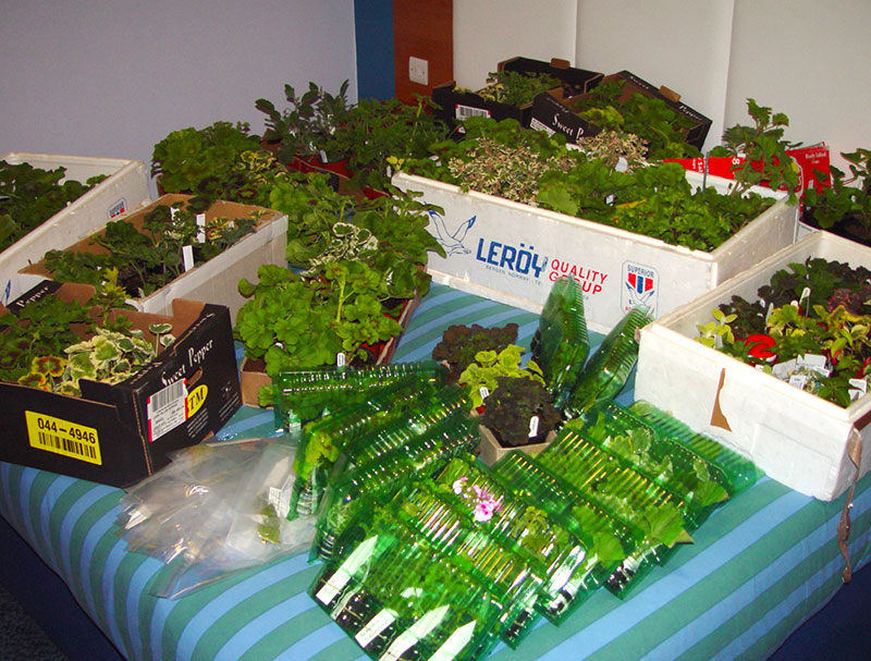 Pelargonshopping