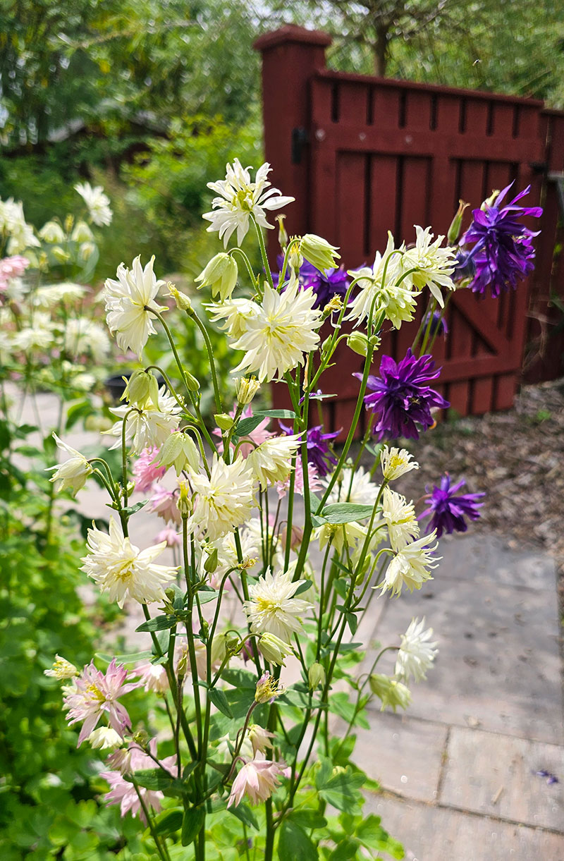 Akleja olika färger