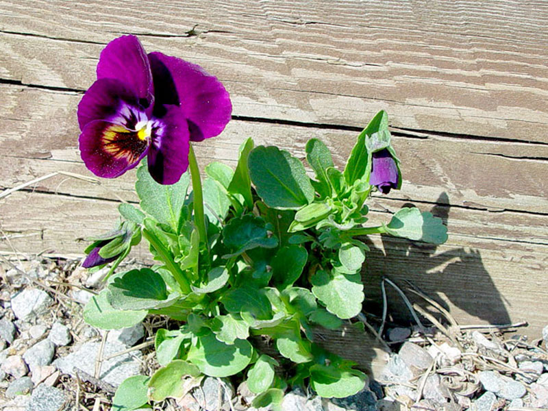 Självsådd pensé i grus