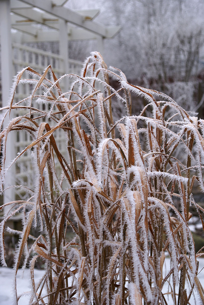 Miscantusgräs med snö